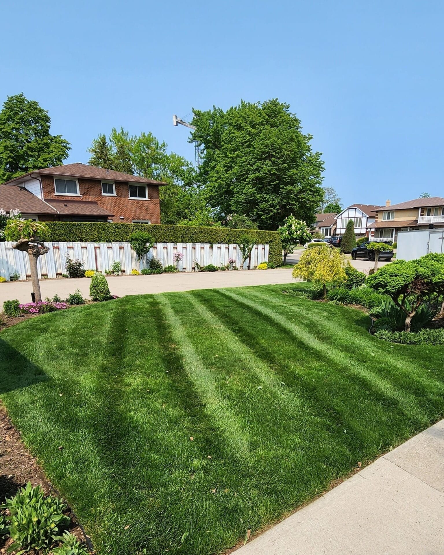A well-manicured lawn in a residential area with a wooden fence and houses in the background, on a sunny day with clear blue skies.